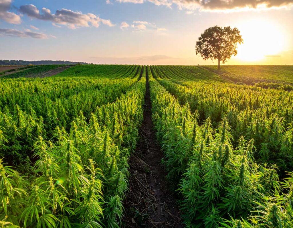 Which hemp varieties are authorized for CBD cultivation in France? 1 Which-hemp-varieties-are-authorized-for-CBD