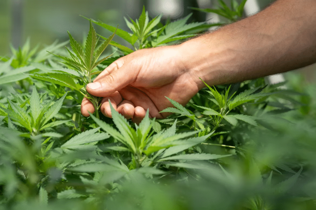 What is CBD? Here's our full guide 1 what is cbd