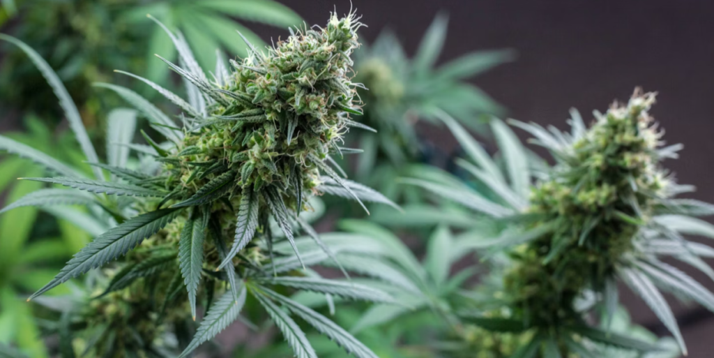 The state of medical cannabis in France in 2026 1 France medical cannabis in 2026