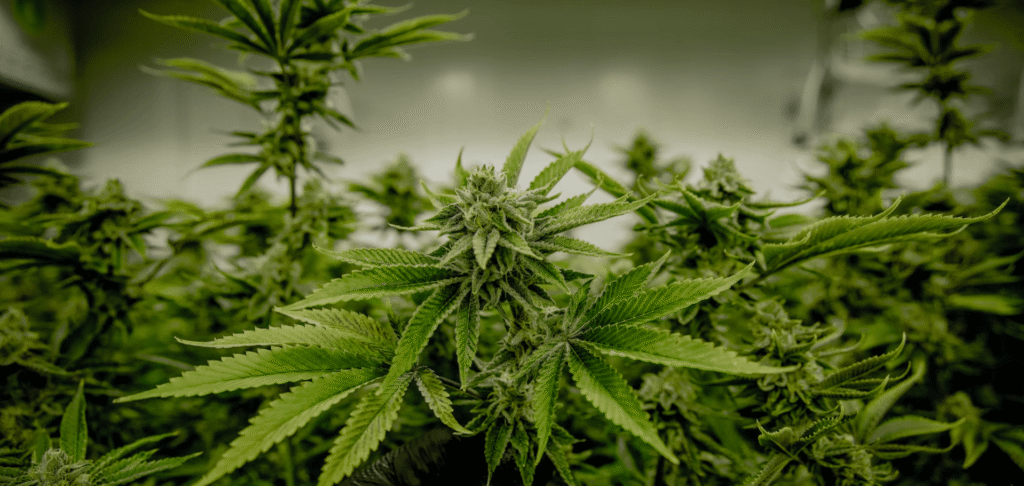 A Swiss study challenges what we thought we knew about cannabis and male hormones 1 cannabis and testosterone study